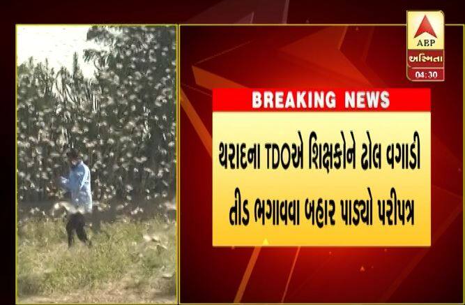 Circular for teachers on Locust of TDO tharad બનાસકાંઠાના શિક્ષકોને TDOનો પરિપત્ર, તીડને ભગાડવા ઢોલનગારા વગાડો