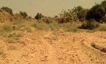 પવનની દિશા બદલાતા તીડના ઝૂંડ બનાસકાંઠામાં પરત ફર્યા