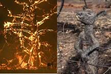 ઓસ્ટ્રેલિયાના જંગલોમાં લાગેલી આગમાં 50 કરોડ જાનવરોના મોત, તસવીરો જોઈને હચમચી જશો