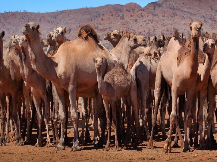 Australia officials plans to kill 10000 camels due to massive bushfires and crushing drought ઓસ્ટ્રેલિયામાં 10,000 જંગલી ઊંટને મારવાનો અપાયો આદેશ, કારણ જાણીને તમે ચોંકી જશો