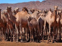 ઓસ્ટ્રેલિયામાં 10,000 જંગલી ઊંટને મારવાનો અપાયો આદેશ, કારણ જાણીને તમે ચોંકી જશો