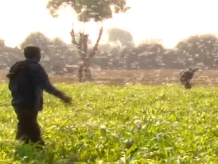 locust again seeing in Banaskantha village બનાસકાંઠામાં આ જગ્યાએ ફરી તીડનું આક્રમણ, ખેડૂતોમાં મુશ્કેલીમાં મુકાયા