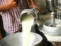 રાજકોટ: પશુપાલકો માટે ખરાબ સમાચાર, પ્રતિ કિલો ફેટે આટલા રૂપિયાનો કર્યો ઘટાડો