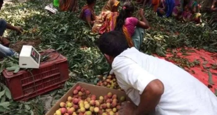 Coca-Cola launches 'Unnati Litchi' programme in Bihar બિહારઃ કોકાકોલા કરશે 11000 કરોડ રૂપિયાનું રોકાણ, લીચી ખેડૂતોને થશે ફાયદો