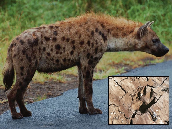 Hyena Foot Print Found In Rajkot District | રાજકોટમાં સિંહ-દીપડા પછી ઝરખે  દેખા દેતા લોકોમાં ભયનો માહોલ, જાણો વિગત