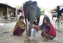 ગુજરાત બજેટઃ ગૌપાલકો અને ખેડૂતો માટે શું થઈ જાહેરાત ? જાણો