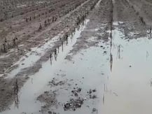 કોરોનાના કહેર વચ્ચે ગુજરાતના આ વિસ્તારમાં કમોસમી વરસાદ ખાબક્યો, હવામાન વિભાગે શું કરી છે આગાહી? જાણો