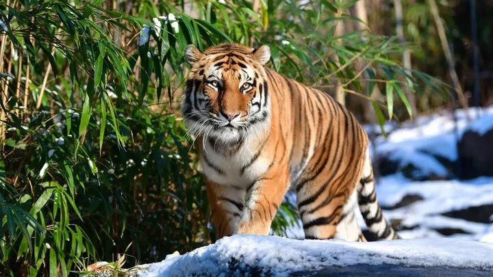 Tiger tests positive for coronavirus at Bronx Zoo, first known case in the world coronavirusને લઈને સૌથી મોટા સમાચાર, માણસ તો ઠીક પણ હવે અમેરિકામાં વાઘણને પણ લાગ્યો ચેપ