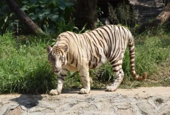 Coronavirus: Indian Zoo authority issues advisories after virus moving towards animals Coronavirus: માનવીમાંથી હવે પ્રાણીઓમાં ફેલાશે ? ભારતમાં પ્રાણી સંગ્રહાલયો માટે જાહેર કરાઈ એડવાઈઝરી