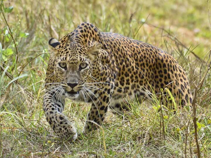 Leopard attack on man at Girnar Mountain , man died જૂનાગઢઃ ગીરનારની સીડી પર સૂતેલા યુવક પર દીપડાએ કર્યો હુમલો, થયું મોત