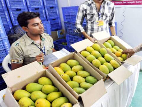 લોકડાઉન વચ્ચે ગુજરાતમાં આ જગ્યાએ પહેલીવાર કેસર કેરીનું આગમન, ભાવ જાણીને ચોંકી જશો લોકડાઉન વચ્ચે ગુજરાતમાં આ જગ્યાએ પહેલીવાર કેસર કેરીનું આગમન, ભાવ જાણીને ચોંકી જશો