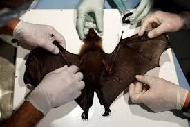 scientific reports on bats and coronavirus for the simultaneous evolution Covid-19: ચામાચિડીયા અને કોરોના વાયરસ પર થઇ ખાસ સ્ટડી, તો બહાર આવ્યુ ચોંકાવનારુ સત્ય......