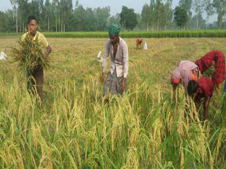 Gujarat govt give relief to Surat farmers for rice crop cutting during lockdown 3  ગુજરાતના ખેતમજૂરોને લઈને સરકારે કર્યો મહત્વનો નિર્ણય, જાણો વિગત