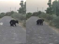 લોકડાઉનમાં ગુજરાતના આ જિલ્લામાં રસ્તા પર બિંદાસ્ત ફરતું જોવા મળ્યું રીંછ, જાણો વિગત