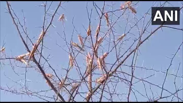 Rajasthan: Swarms of locusts hit Ajmer and surrounding distrcits રાજસ્થાનમાં ખેડૂતોની વધી ચિંતા, ફરી જોવા મળ્યા તીડના ટોળા, જાણો વિગતે