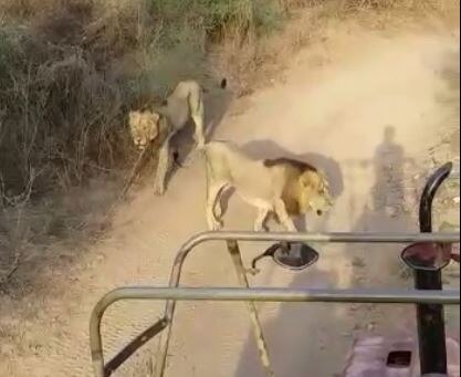 Lions suddenly appeared on the road near Halaria village Dhari અમરેલી: ધારીના હાલરીયા નજીક ટ્રેકટર સામે અચાનક આવી ચડ્યા બે સિંહ