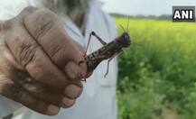 તીડના હુમલાને લઈ દિલ્હી સરકારે જાહેર કરી એડવાઇઝરી, જાણો વિગતે