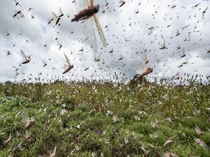 DGCA issues guidelines for pilots said locust danger for flights તીડે દેશના સાત રાજ્યોમાં મચાવ્યો આતંક, DGCA એ પાયલટોને સતર્ક રહેવાની આપી સલાહ