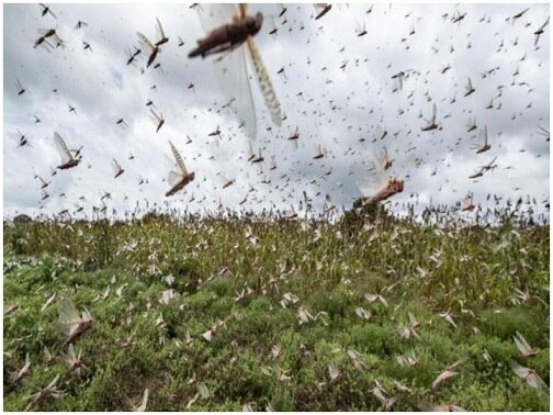 locust attacks on 50 thousand hectares farming in india પાકિસ્તાનથી આવેલા તીડના ટોળાએ 27 વર્ષનો રેકોર્ડ તોડ્યો, 50 હજાર હેક્ટરમાં ફેલાયેલો પાક કર્યો ફેલ
