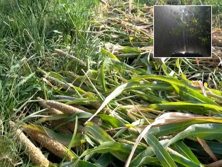 Heavy rainfall in Arvalli district due to effect of cyclone Nisarga, crop failed અરવલ્લી જિલ્લામાં ગાજવીજ સાથે વરસાદ, બાજરીના પાકને વ્યાપક નુકસાન