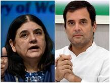 કેરળમાં હાથણીના મોતને લઈ મેનકા ગાંધીએ ભત્રીજા રાહુલ પર ઉઠાવ્યા સવાલ, પૂછ્યું- કોઈ પગલા કેમ ન લીધા ?