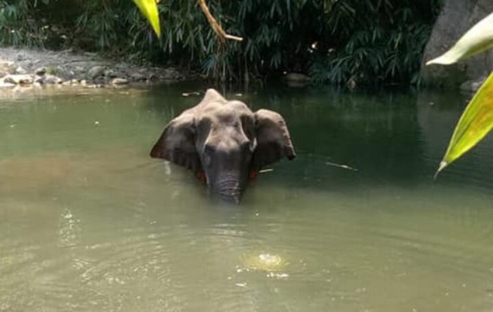 in pregnant elephant killing in kerala first arrest ગર્ભવતી હાથણી હત્યા કેસઃ એક આરોપીની ધરપકડ, બેની શોધખોળ ચાલુ