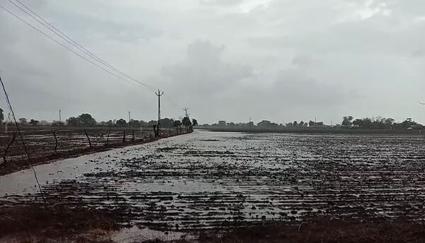 Rainfall recorded in 49 talukas of the state રાજ્યના 49 તાલુકામાં નોંધાયો વરસાદ, સૌથી વધુ જૂનાગઢના માળિયામાં અઢી ઈંચ