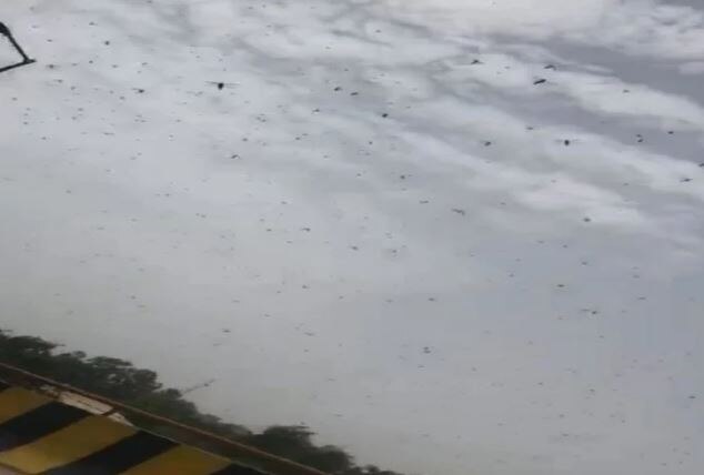 Delhi minister called emergency meeting on possible locust attack દિલ્હીમાં તીડ ભગાડવા માટે વગાડવામાં આવશે ડીજે, બેઠકમાં લેવામાં આવ્યો ફેંસલો