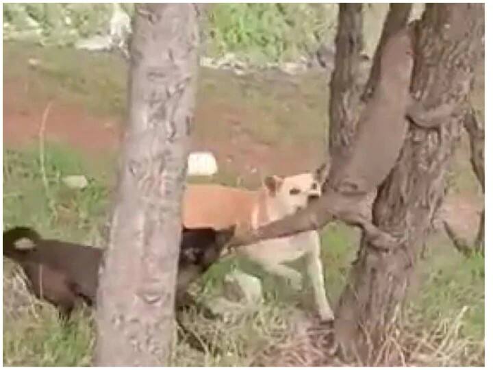 Fighting between two dogs and huge monitor lizard, viral video Viral video: ઝાડ પર ચઢી રહી હતી જંગલી ગરોળી ને કુતરાએ મોઢાથી પુછડી પકડીને પાડી દીધી નીચે, પછી શું થયુ જુઓ વીડિયો