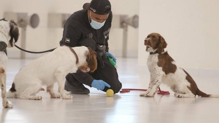 k9 police dogs may soon detect covid 19 cases in united arab emirates આ દેશમાં શ્વાન કરશે કોરોના કેસની ઓળખ, ટ્રાયલમાં સફળતી મળી હોવાનો દાવો