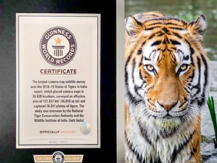 census of tigers in india guinness world record for the worlds largest camera trap wildlife survey વાઘના સર્વેમાં ભારતે બનાવ્યો ગિનીસ વર્લ્ડ રેકોર્ડ, એક તૃતીયાંશ વધી સંખ્યા : સરકાર