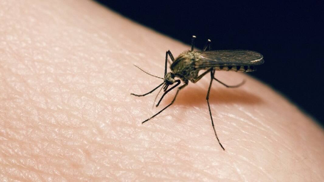 Can mosquitoes spread coronavirus know what latest research shows શું મચ્છરો દ્વારા પણ ફેલાઈ શકે છે કોરોના વાયરસ ? જાણો રિસર્ચમાં શું આવ્યું સામે