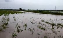 અમરેલી જિલ્લાના સાવરકુંડલા, લાઠીમાં ધોધમાર વરસાદ, ખેડૂતોમાં ખુશીનો માહોલ