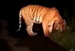 સાબરકાંઠાના હુંજના નામે વાઘની લટાર મારતો વીડિયો વાયરલ, જાણો વિગત