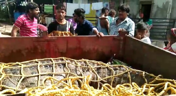 11 feet long crocodile caught form Vadodara  વડોદરાઃ ડભોઇના કરાલીપુરામાંથી પકડાયો મહાકાય મગર, મગર જોવા ઉમટ્યા લોકો