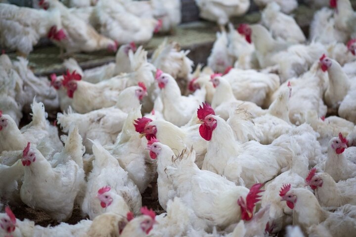 fact check about coronavirus found in boiler chicken, what pib reveals said about it કોરોનાથી બચવા માટે બોઈલર ચિકન ના ખાવું જોઈએ ? જાણો કેન્દ્ર સરકારે આ મુદ્દે શું કહ્યું ?