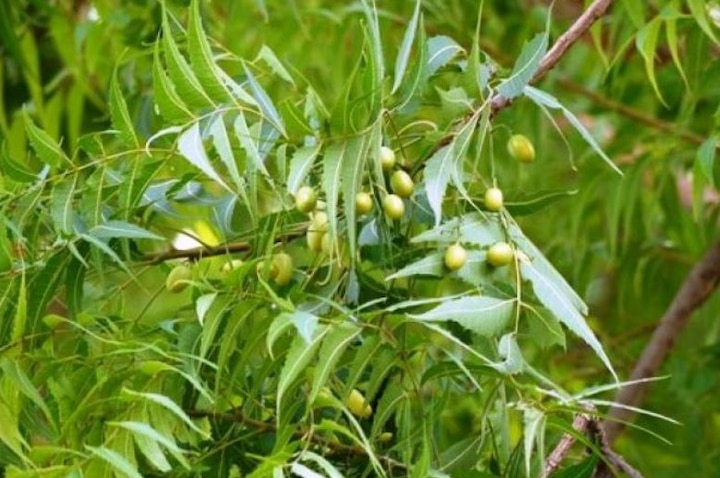 Can neem capsule to prevent from covid-19 AIIA and Nisarga Herbs to conduct clinical trial લીમડાનો રસ પીવાથી કોરોનાને ભગાડી શકાય છે ? ભારતની કઈ ટોચની સંસ્થામાં શરૂ થયું સંશોધન
