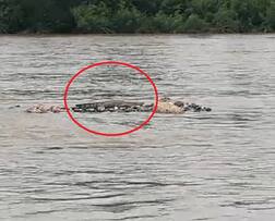 મછુન્દ્રી ડેમ ઓવરફ્લોઃ ઉનાની નદીમાં તણાઇને આવ્યા 20થી વધુ મગર, લોકોએ શું કરી માંગ?