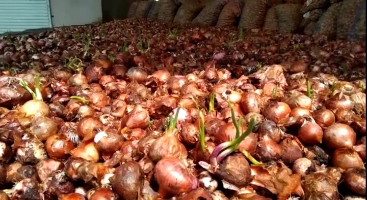 Junagadh farmers are not getting onion prices જૂનાગઢના ખેડૂતોને ડુંગળીએ રડાવ્યા, ભાવ ન મળતા પશુઓને ડૂંગળી ચરાવવાનો વારો આવ્યો