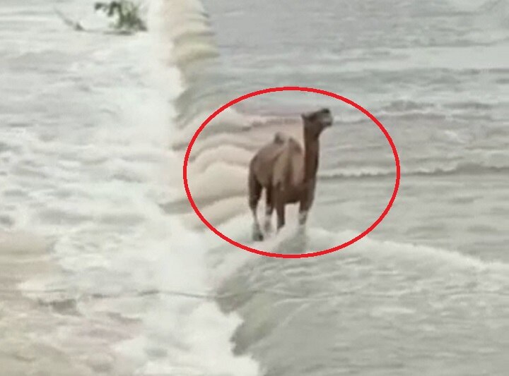 Dwarka Vedmati Camel flows away in Overflowing river Watch Photos  દ્વારકાઃ વેદમતી નદીમાં આવ્યું પૂર, કેવી રીતે તણાયો ઊંટ? લોકોની નજર સામે જ તણાતા દ્રશ્યો આવ્યા સામે
