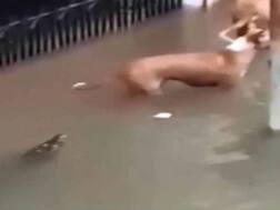 વડોદરામાં સ્થાનિકોનો આક્ષેપ, પાણીના પ્રવાહમાં બે મગર અહીં આવ્યા છે અને કૂતરાને ખેંચીને લઈ ગયા.....