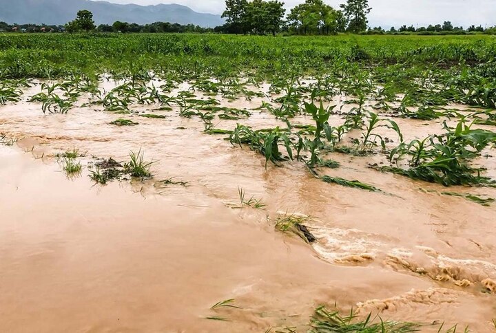 farm were washed away after heavy rains, causing extensive damage to crops due to continuous rains ભારે વરસાદ બાદ ખેડૂતો ધોવાયા, સતત વરસાદ વરસતા પાકને વ્યાપક નુકસાન થયું