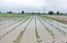 ભારે વરસાદને કારણે ખેડૂતોને થયેલ નુકસાનને લઈને સરકારની મોટી જાહેરાત, કહ્યું- માત્ર 15 દિવસમાં......