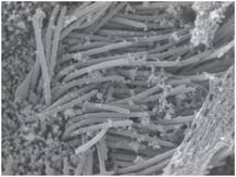 પહેલીવાર સામે આવી કોરોના વાયરસના સંક્રમણની કોષિકાઓની તસવીર, જાણો કેમ જરૂરી છે માસ્ક પહેરવુ