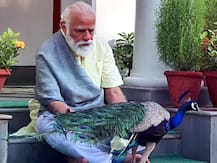 હવે પોતાનો જીવ જાતે જ બચાવો કેમ કે વડાપ્રધાન મોર સાથે વ્યસ્ત છે, ક્યા ટોચના નેતાએ મોદી પર કર્યો આ કટાક્ષ