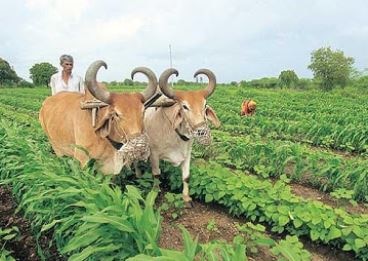 Gujarat Assembly Monsoon Season : Know how to Gujarati farmers can take package relief of Rupani Government રૂપાણી સરકારના 3700 કરોડના રાહત પેકેજનો લાભ ખેડૂતો કઈ રીતે લઈ શકશે ? સહાયની રકમ સીધા ખાતામાં જમા થશે