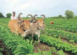 રૂપાણી સરકારના 3700 કરોડના રાહત પેકેજનો લાભ ખેડૂતો કઈ રીતે લઈ શકશે ? સહાયની રકમ સીધા ખાતામાં જમા થશે