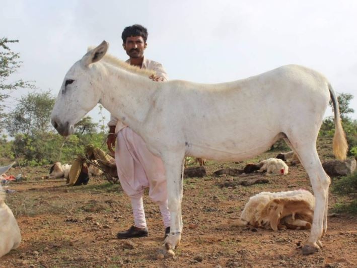 Gujarat: Halari donkey milk to fetch Rs 7000 per litre read this article ગુજરાતની હાલારી ગધેડીનું દૂધ 7000 રૂપિયે લિટરમાં વેચાયું, જાણો ક્યા રોગના ઈલાજમાં છે અક્સીર ?