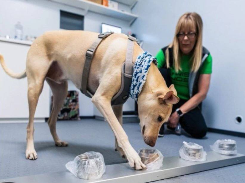 Finland: on air port dogs detecting coronavirus ફિનલેંડમાં કોરોનાની ઓળખ કરી રહ્યા છે કૂતરા, હોલ્સિંકી એરપોર્ટ પર ઈંસ્ટ્રક્ટર સાથે થયા તૈનાત