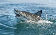 Corona Vaccine: કોરોનાની રસી માટે મારી નાંખવામાં આવશે 5 લાખ શાર્ક ? વન્ય જીવ વિશેષજ્ઞોએ વ્યક્ત કરી ગંભીર ચિંતા